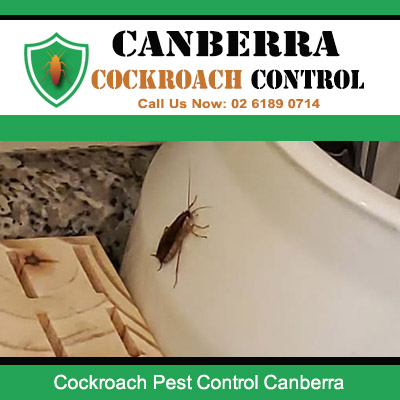Effective cockroach pest control services in Canberra